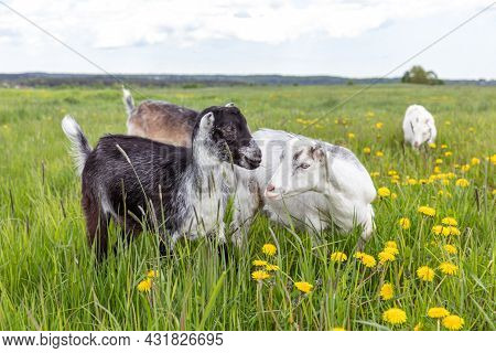 Cute Free Range Goatling On Organic Natural Eco Animal Farm Freely Grazing In Meadow Background. Dom