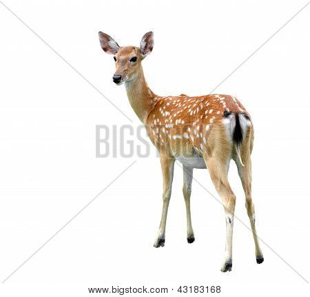 Cervo sika