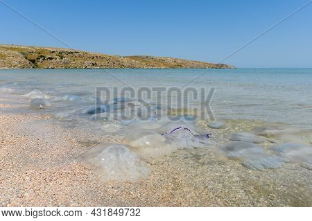 Large Cornerot Jellyfish. Seascape With Dead Jellyfish In The Foreground. Selective Focus On Jellyfi