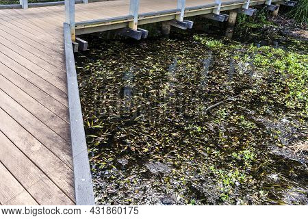An Elevated Timber Walking Path Over A Weed And Algae Filled Pond In A Botanic Gardens