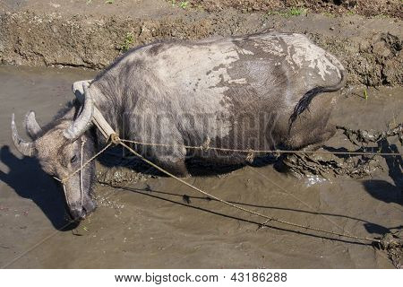 Buffalo