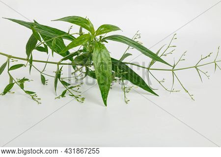 Andrographis Paniculata Herb Plant On White Background