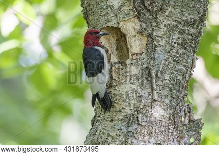The Red-headed Woodpecker (melanerpes Erythrocephalus)  Bringing Food For Young  Into The Nesting Ca