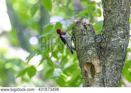 The Red-headed Woodpecker (melanerpes Erythrocephalus)  Bringing Food For Young  Into The Nesting Ca