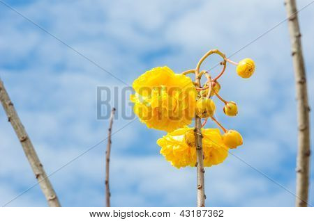Gule silke bomuld eller Cochlospermum Regium