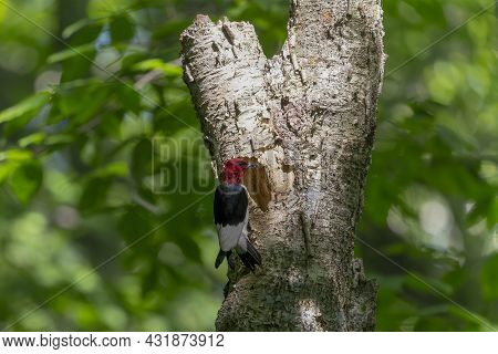 The Red-headed Woodpecker (melanerpes Erythrocephalus)  Bringing Food For Young  Into The Nesting Ca