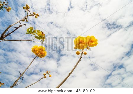 Gule silke bomuld eller Cochlospermum Regium