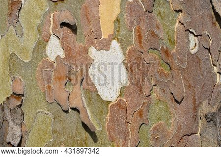 London Plane Bark Detail - Latin Name - Platanus X Hispanica (platanus X Acerifolia)