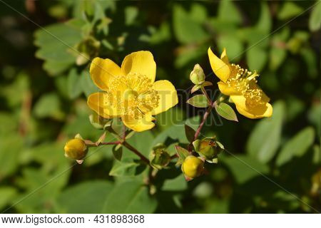 St Johns-wort Hidcote - Latin Name - Hypericum X Hidcoteense Hidcote