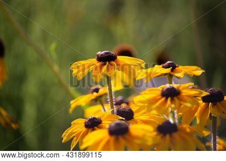 Flowers Close Up Of Echinacea Paradoxa In The Sunlight