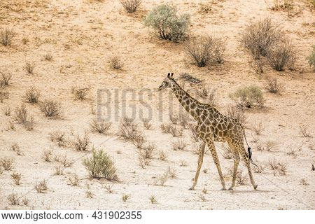 Giraffe Walking In Dersert Area In Kgalagadi Transfrontier Park, South Africa ; Specie Giraffa Camel