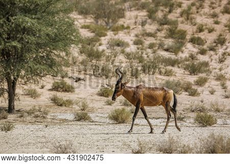 Hartebeest Walking In Dry Land In Kgalagadi Transfrontier Park, South Africa; Specie Alcelaphus Buse