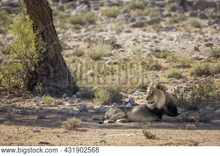 African Lion Male Black Mane Lyng Down Under Tree Shadow In Kgalagadi Transfrontier Park, South Afri