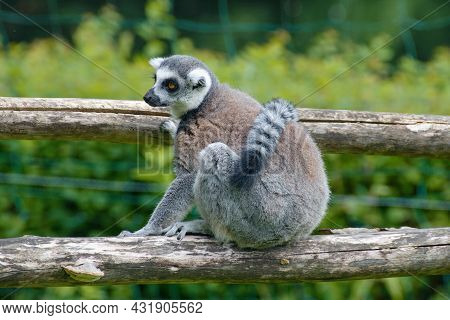 Beautiful Gray Lemur Katta In The Zoo