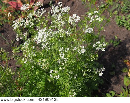 Close Up Of The Coriandrum Flowers.white Flowers Of Coriander In The Vegetable Farm. Cilantro Small 