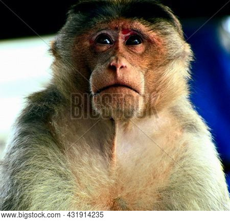 Sharply Curious Monkey In Chamundi Hills Mysore