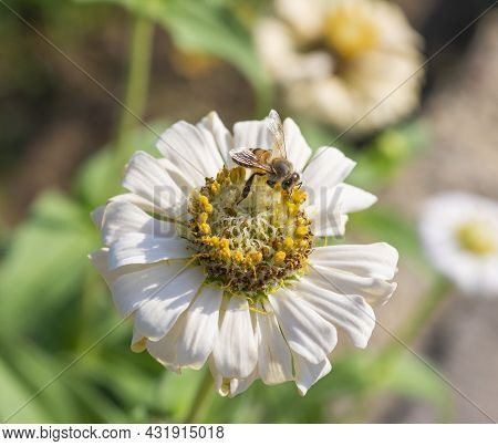 Close-up Detail Of A Honey Bee Apis Collecting Pollen From Stame On Yellow And White Dahlia Flower I