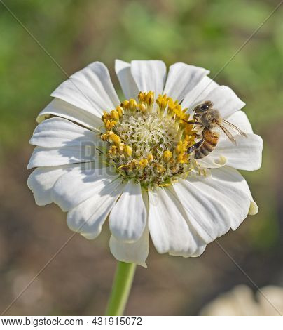 Close-up Detail Of A Honey Bee Apis Collecting Pollen From Stame On Yellow And White Dahlia Flower I
