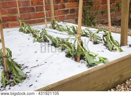 Frost Damage On Vegetable Plants In A Garden, Frost Damaged Vegetables (broad Beans) In Winter, Uk