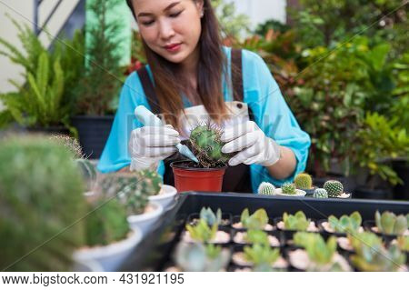 Beautiful Woman Housewife Planting Cactos In Home Small Gardent With Green Backgroud.