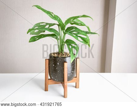 Monstera Obliqua Or Monstera Adansonii In Flower Black And White Pattern Pot With Wooden Stand Home 