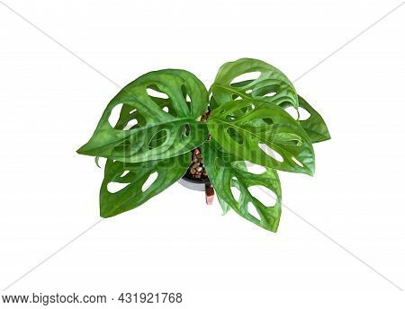 Top View Monstera Obliqua Or Monstera Adansonii In Flower Black And White Pattern Pot With Wooden St