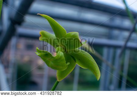 Botanical Collection, Different Carnivorous Plants Which Trapping And Consuming Animals And Protozoa