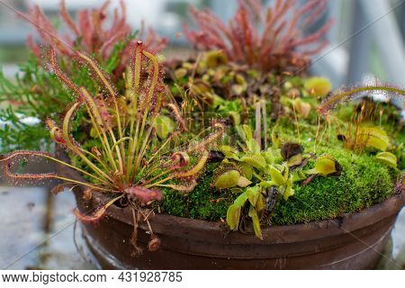 Botanical Collection, Different Carnivorous Plants Which Trapping And Consuming Animals And Protozoa