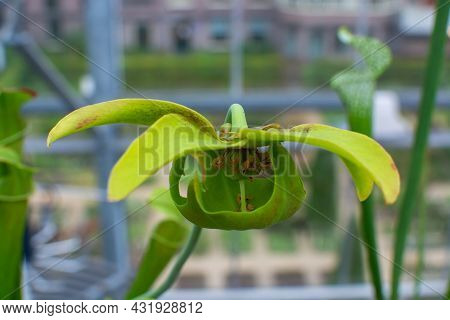 Botanical Collection, Different Carnivorous Plants Which Trapping And Consuming Animals And Protozoa