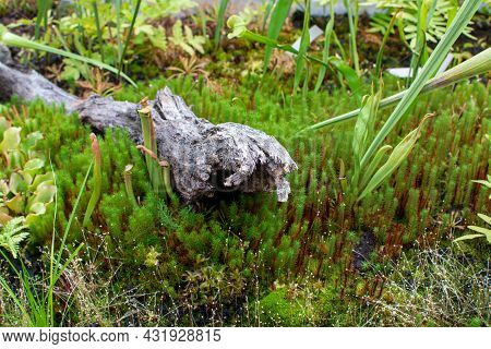 Botanical Collection, Different Carnivorous Plants Which Trapping And Consuming Animals And Protozoa