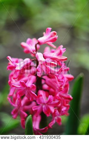 Macro Photo Of A Pink Hyacinth Flower. Stock Photo Background Of Hyacinth With Pink Buds And Green L