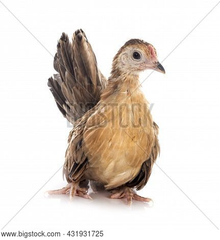 Ayam Serama In Front Of White Background