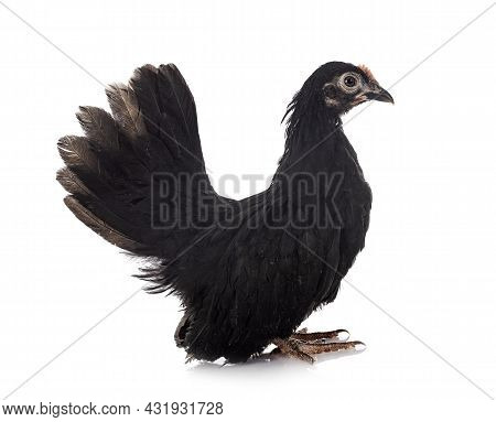 Ayam Serama In Front Of White Background