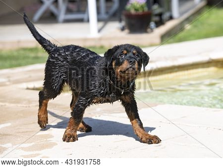 Puppy Rottweiler Near Swimming Pool In Summer