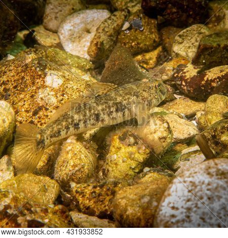 A Sandy Goby, Pomatoschistus Minutus, In The Sound, The Water Between Sweden And Denmark