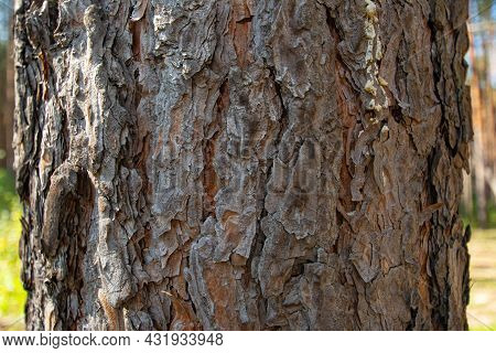 Texture Of Bark Of Rocky Mountain Yellow Pine Tree, Latin Name Pinus Ponderosa Subspecies Scopulorum