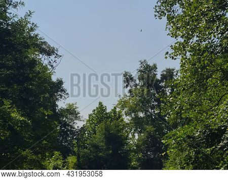 Trees And Skies Of The Virginia Wetlands