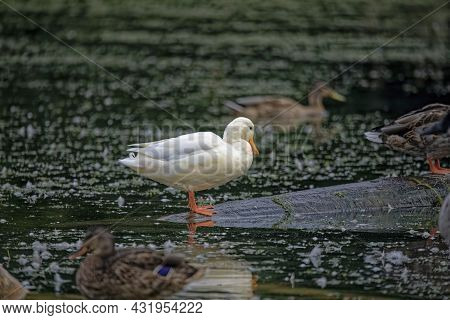The Rare White Mallard Duck In The Park