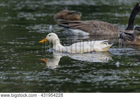 The Rare White Mallard Duck In The Park