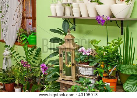 Numa loja de flores