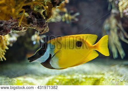 Foxface rabbitfish (Siganus vulpinus) fish also known as foxface or foxface lo underwater in sea with corals in background