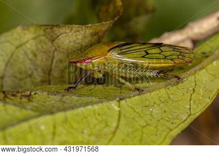 Adult Typical Leafhopper Of The Tribe Gyponini