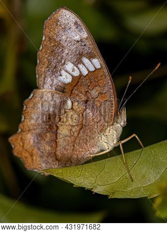 Female Adult Red Peacock Butterfly Of The Species Anartia Amathea