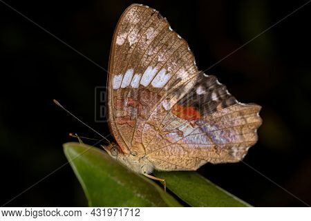 Male Adult Red Peacock Butterfly Of The Species Anartia Amathea