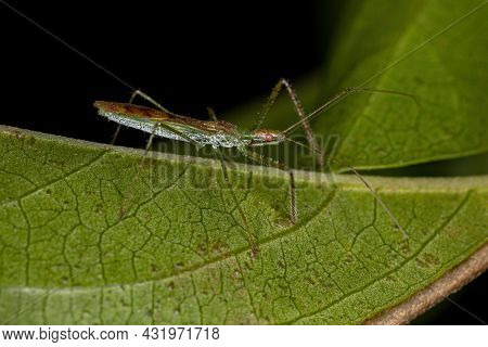 Adult Assassin Bug Of The Tribe Harpactorini