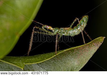 Assassin Bug Nymph Of The Tribe Harpactorini