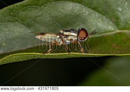Small Adult Soldier Fly Of The Subfamily Stratiomyinae On A Leaf