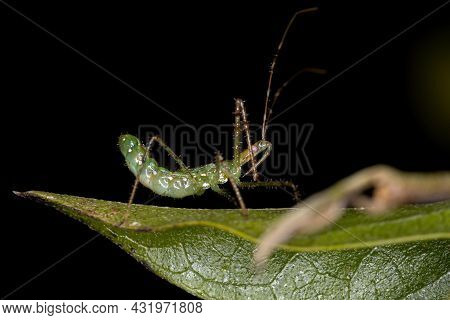 Assassin Bug Nymph Of The Tribe Harpactorini