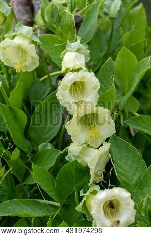 Close Up Of Flowers On A Cup And Saucer (cobaea Scandens) Vine