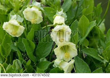 Cup And Saucer (cobaea Scandens) Vine